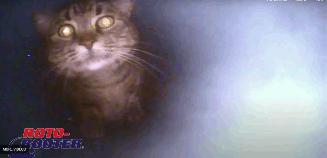 Cat in Underground Sewer Pipe Roto-Rooter