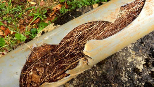 Residential Plumbing Tree Roots Traverse City Michigan